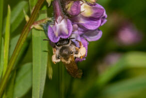 Andrena lathyri / Zaunwicken-Sandbiene / Andrenidae (Sandbienenartige) / Hautflgler - Hymenoptera