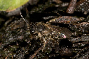Andrena minutula / Gewhnliche Zwergsandbiene / Andreninae (Sandbienenartige) / Hautflgler - Hymenoptera