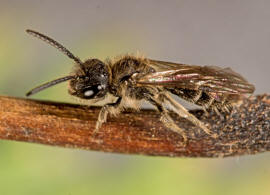 Andrena minutula / Gewhnliche Zwergsandbiene / Andreninae (Sandbienenartige) / Hautflgler - Hymenoptera