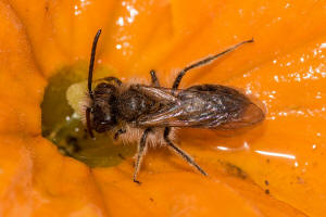 Andrena praecox / Frhe Lockensandbiene / Andrenidae (Sandbienenartige) / Hautflgler - Hymenoptera