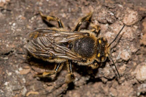 Anthidium septemspinosum / Siebendornige Wollbiene / "Blattschneiderbienenartige" - Megachilidae / Ordnung: Hautflgler - Hymenoptera