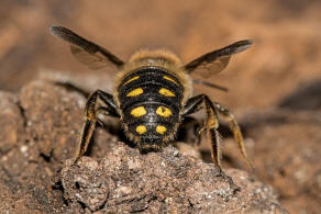 Anthidium septemspinosum / Siebendornige Wollbiene / "Blattschneiderbienenartige" - Megachilidae / Ordnung: Hautflgler - Hymenoptera