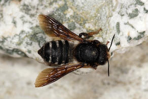 Megachile (Chalicodoma) albocristata Smith, 1853 / Megachilidae - Blattschneiderbienenartige / Hautflgler - Hymenoptera