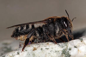 Megachile (Chalicodoma) albocristata Smith, 1853 / Megachilidae - Blattschneiderbienenartige / Hautflgler - Hymenoptera