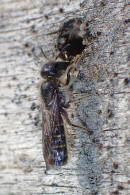 Chelostoma florisomne (= Osmia florisomnis) / Hahnenfu-Scherenbiene (Mnnchen) / "Blattschneiderbienenartige" - Megachilidae / Ordnung: Hautflgler - Hymenoptera