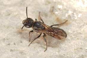 Chelostoma foveolatum (Morawitz, 1868) / Gruben-Scherenbiene / "Blattschneiderbienenartige" - Megachilidae / Hautflgler - Hymenoptera