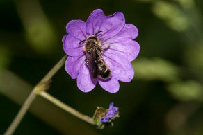 Chelostoma (Osmia) rapunculi / Hahnenfu-Scherenbiene / "Blattschneiderbienenartige" - Megachilidae / Ordnung: Hautflgler - Hymenoptera