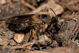 Colletes cunicularius / Frhlings-Seidenbiene / Colletinae ("Seidenbienenartige")