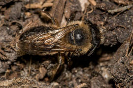 Colletes cunicularius / Frhlings-Seidenbiene / Colletinae ("Seidenbienenartige")