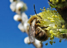 Colletes cunicularius / Frhlings-Seidenbiene / Colletinae ("Seidenbienenartige")