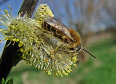 Colletes cunicularius / Frhlings-Seidenbiene / Colletinae ("Seidenbienenartige")