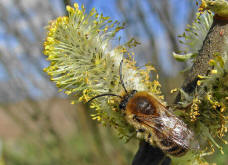 Colletes cunicularius / Frhlings-Seidenbiene / Colletinae ("Seidenbienenartige")