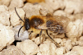 Colletes cunicularius / Frhlings-Seidenbiene / Colletinae - "Seidenbienenartige" / Ordnung: Hautflgler - Hymenoptera