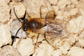 Colletes cunicularius / Frhlings-Seidenbiene / Colletinae - "Seidenbienenartige" / Ordnung: Hautflgler - Hymenoptera