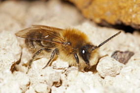 Colletes cunicularius / Frhlings-Seidenbiene / Colletinae - "Seidenbienenartige" / Ordnung: Hautflgler - Hymenoptera