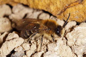 Colletes cunicularius / Frhlings-Seidenbiene / Colletinae - "Seidenbienenartige" / Ordnung: Hautflgler - Hymenoptera