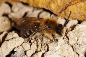 Colletes cunicularius / Frhlings-Seidenbiene / Colletinae - "Seidenbienenartige" / Ordnung: Hautflgler - Hymenoptera