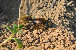 Colletes cunicularius / Frhlings-Seidenbiene / Colletinae ("Seidenbienenartige")