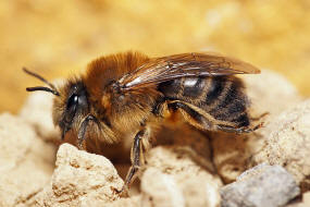 Colletes cunicularius / Frhlings-Seidenbiene / Colletinae - "Seidenbienenartige" / Ordnung: Hautflgler - Hymenoptera