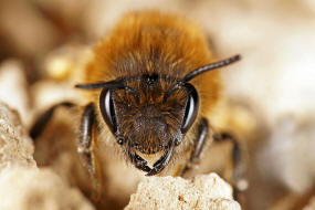 Colletes cunicularius / Frhlings-Seidenbiene / Colletinae - "Seidenbienenartige" / Ordnung: Hautflgler - Hymenoptera