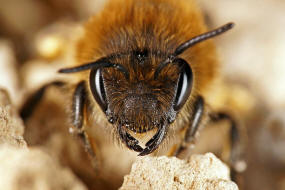 Colletes cunicularius / Frhlings-Seidenbiene / Colletinae - "Seidenbienenartige" / Ordnung: Hautflgler - Hymenoptera