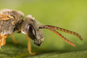 Halictus langobardicus / Langobarden-Furchenbiene / Schmal-, Furchenbienen - Halictidae / Ordnung: Hautflgler - Hymenoptera