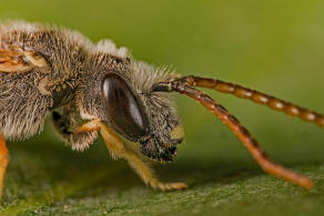 Halictus langobardicus / Langobarden-Furchenbiene / Schmal-, Furchenbienen - Halictidae / Ordnung: Hautflgler - Hymenoptera