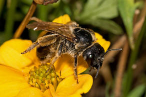 Halictus quadricinctus / Vierbindige Furchenbiene / Schmal- / Furchenbienen - Halictidae / Hautflgler - Hymenoptera