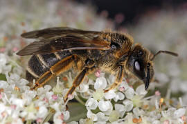 Halictus sexcinctus / Sechsbindige Furchenbiene / Schmal- / Furchenbienen - Halictidae / Ordnung: Hautflgler - Hymenoptera