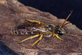 Halictus sexcinctus / Sechsbindige Furchenbiene / Schmal- / Furchenbienen - Halictidae / Ordnung: Hautflgler - Hymenoptera