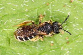 Halictus simplex s.l. / Gewhnliche Furchenbiene / Schmal- / Furchenbienen - Halictidae / Ordnung: Hautflgler - Hymenoptera