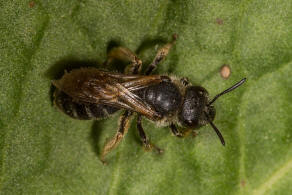 Halictus simplex / Gewhnliche Furchenbiene / Schmal- / Furchenbienen - Halictidae / Ordnung: Hautflgler - Hymenoptera