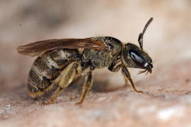 Halictus tumulorum / Gewhnliche Goldfurchenbiene / Schmal- / Furchenbienen - Halictidae / Ordnung: Hautflgler - Hymenoptera