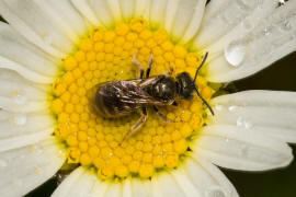 Halictus tumulorum / Gewhnliche Goldfurchenbiene / Schmal- / Furchenbienen - Halictidae / Ordnung: Hautflgler - Hymenoptera