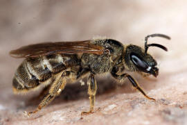 Halictus tumulorum / Gewhnliche Goldfurchenbiene / Schmal- / Furchenbienen - Halictidae / Ordnung: Hautflgler - Hymenoptera