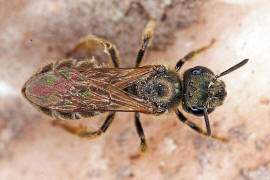 Halictus tumulorum / Gewhnliche Goldfurchenbiene / Schmal- / Furchenbienen - Halictidae / Ordnung: Hautflgler - Hymenoptera