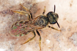 Halictus tumulorum / Gewhnliche Goldfurchenbiene / Schmal- / Furchenbienen - Halictidae / Ordnung: Hautflgler - Hymenoptera