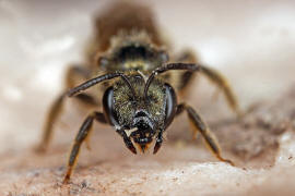 Halictus tumulorum / Gewhnliche Goldfurchenbiene / Schmal- / Furchenbienen - Halictidae / Ordnung: Hautflgler - Hymenoptera