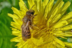 Halictus tumulorum / Gewhnliche Goldfurchenbiene / Schmal- / Furchenbienen - Halictidae / Ordnung: Hautflgler - Hymenoptera