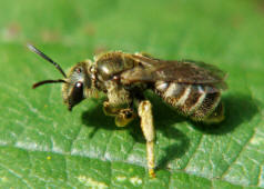 Halictus tumulorum / Gewhnliche Goldfurchenbiene / Schmal- / Furchenbienen - Halictidae / Ordnung: Hautflgler - Hymenoptera