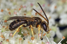 Halictus tumulorum / Gewhnliche Goldfurchenbiene / Schmal- / Furchenbienen - Halictidae / Ordnung: Hautflgler - Hymenoptera