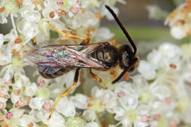 Halictus tumulorum / Gewhnliche Goldfurchenbiene / Schmal- / Furchenbienen - Halictidae / Ordnung: Hautflgler - Hymenoptera