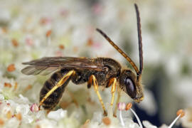 Halictus tumulorum / Gewhnliche Goldfurchenbiene / Schmal- / Furchenbienen - Halictidae / Ordnung: Hautflgler - Hymenoptera