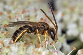 Halictus tumulorum / Gewhnliche Goldfurchenbiene / Schmal- / Furchenbienen - Halictidae / Ordnung: Hautflgler - Hymenoptera