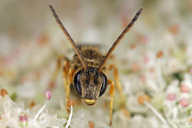 Halictus tumulorum / Gewhnliche Goldfurchenbiene / Schmal- / Furchenbienen - Halictidae / Ordnung: Hautflgler - Hymenoptera