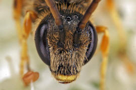 Halictus tumulorum / Gewhnliche Goldfurchenbiene / Schmal- / Furchenbienen - Halictidae / Ordnung: Hautflgler - Hymenoptera