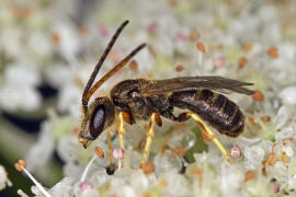 Halictus tumulorum / Gewhnliche Goldfurchenbiene / Schmal- / Furchenbienen - Halictidae / Ordnung: Hautflgler - Hymenoptera