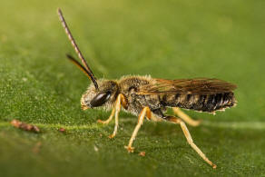 Halictus tumulorum / Gewhnliche Goldfurchenbiene / Schmal- / Furchenbienen - Halictidae / Ordnung: Hautflgler - Hymenoptera
