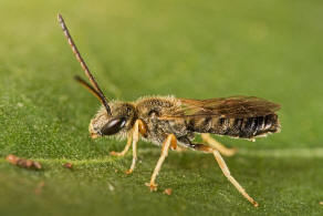 Halictus tumulorum / Gewhnliche Goldfurchenbiene / Schmal- / Furchenbienen - Halictidae / Ordnung: Hautflgler - Hymenoptera