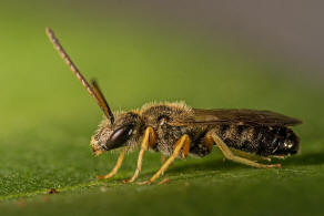 Halictus tumulorum / Gewhnliche Goldfurchenbiene / Schmal- / Furchenbienen - Halictidae / Ordnung: Hautflgler - Hymenoptera